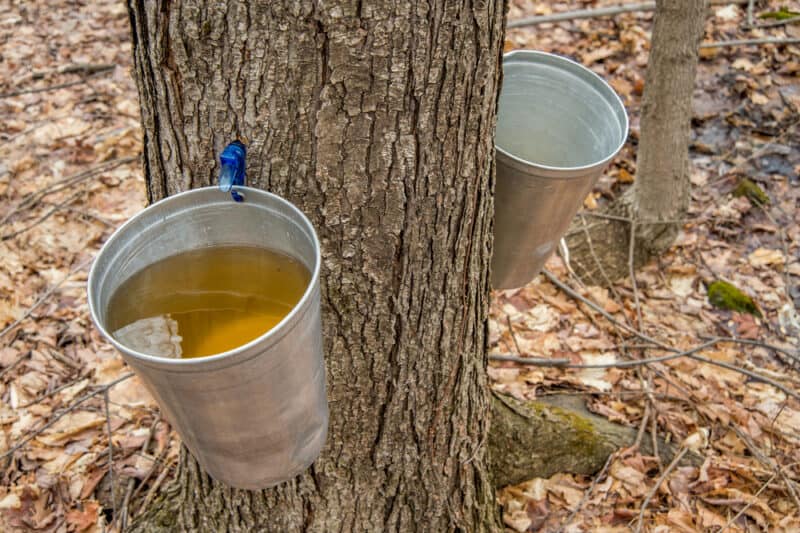 Can You Tap Oak Trees for Syrup