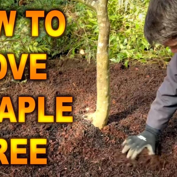 Can You Transplant a Japanese Maple