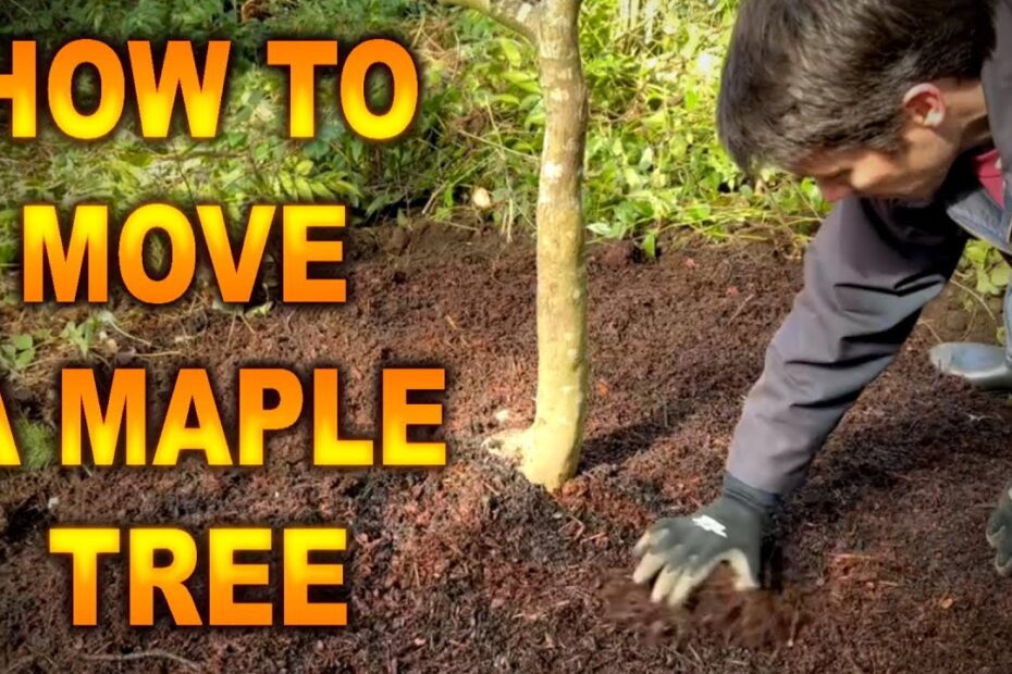 Can You Transplant a Japanese Maple