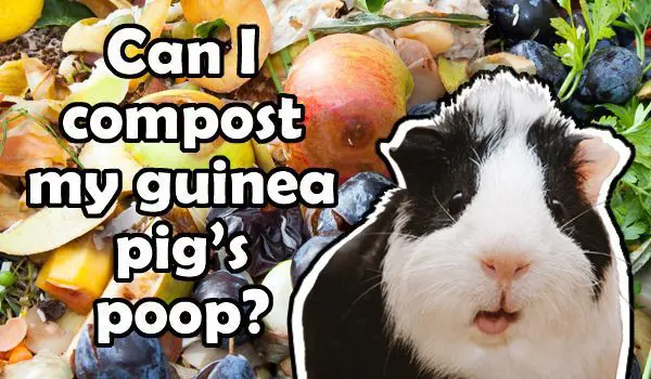 Can You Use Guinea Pig Poop as Fertilizer