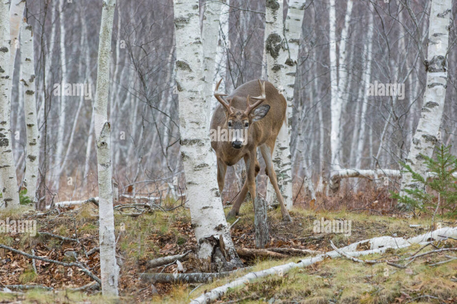 Do Deer Eat Birch Trees