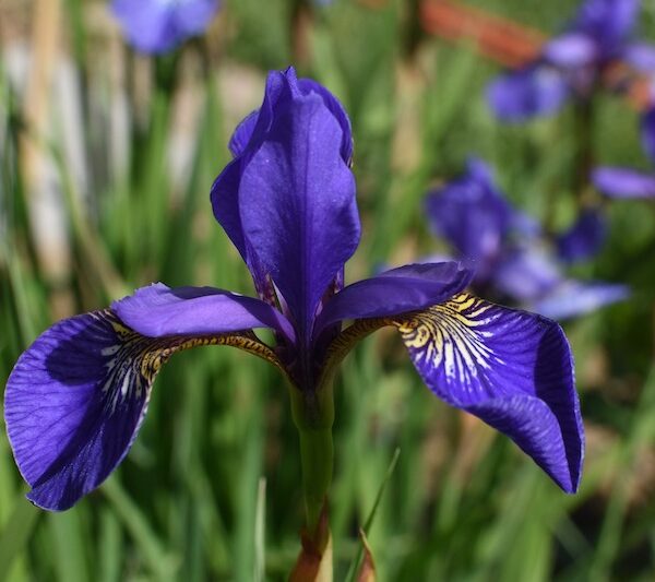 Do Deer Eat Iris Plants