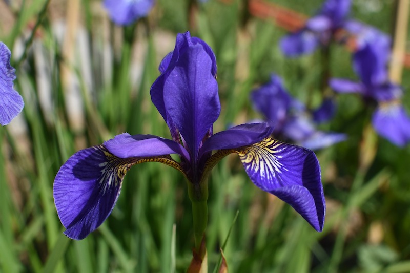 Do Deer Eat Iris Plants