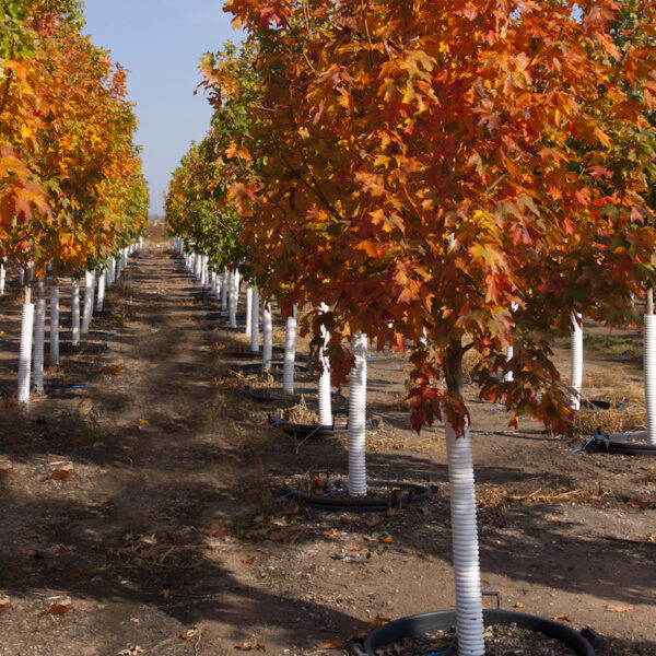 Do Deer Eat Red Maple Trees