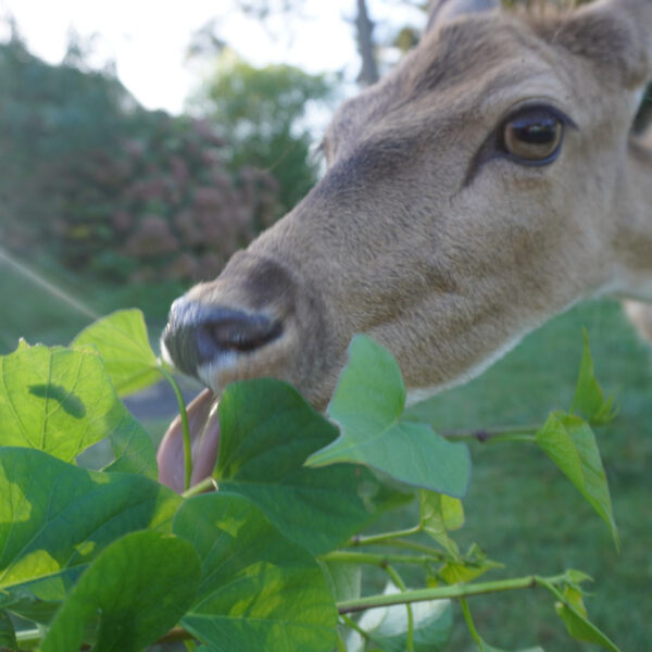 Do Deer Eat Sweet Potato Plants