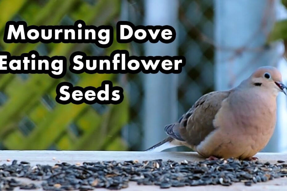 Do Mourning Doves Eat Sunflower Seeds