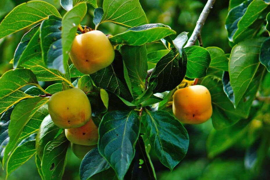 Do Persimmon Trees Need a Pollinator