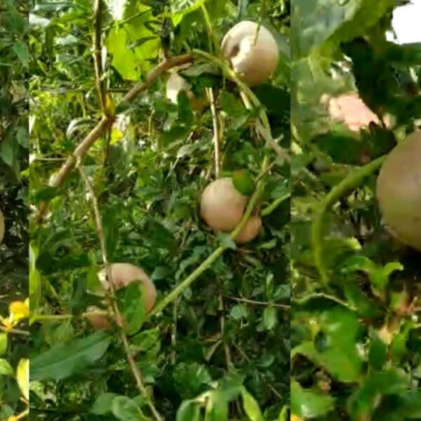 Do Potatoes Grow on Trees