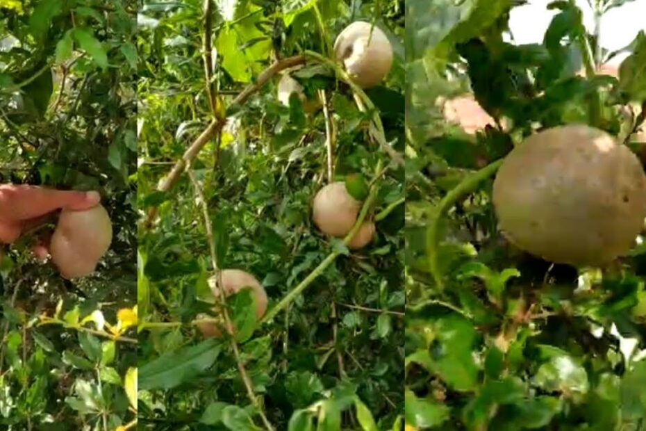 Do Potatoes Grow on Trees