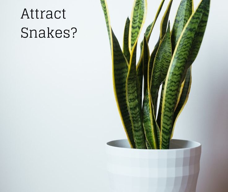 Do Snake Plants Attract Snakes