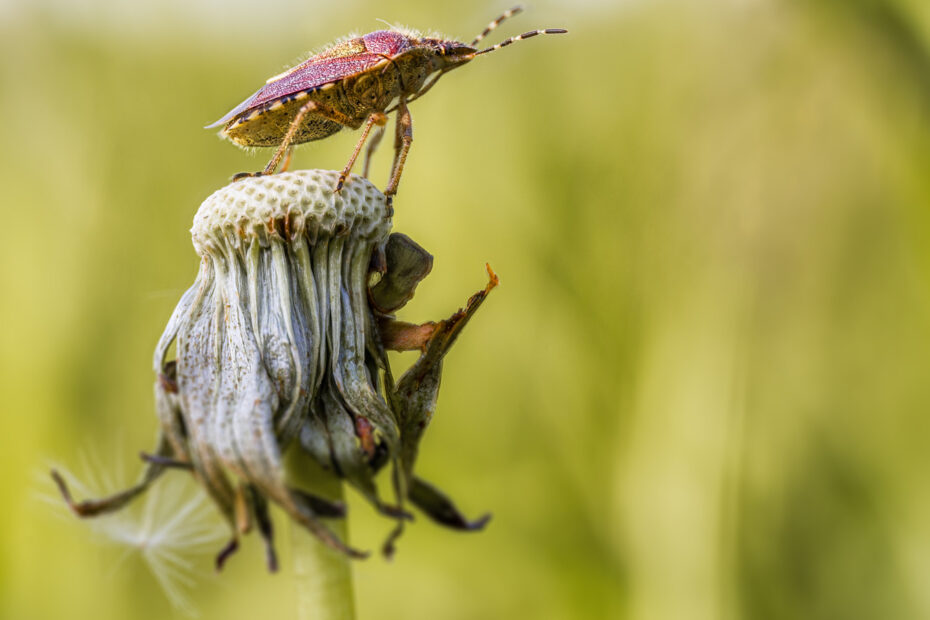 Do Weeds Attract Bugs