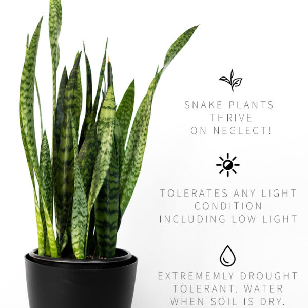 Does a Snake Plant Need Drainage