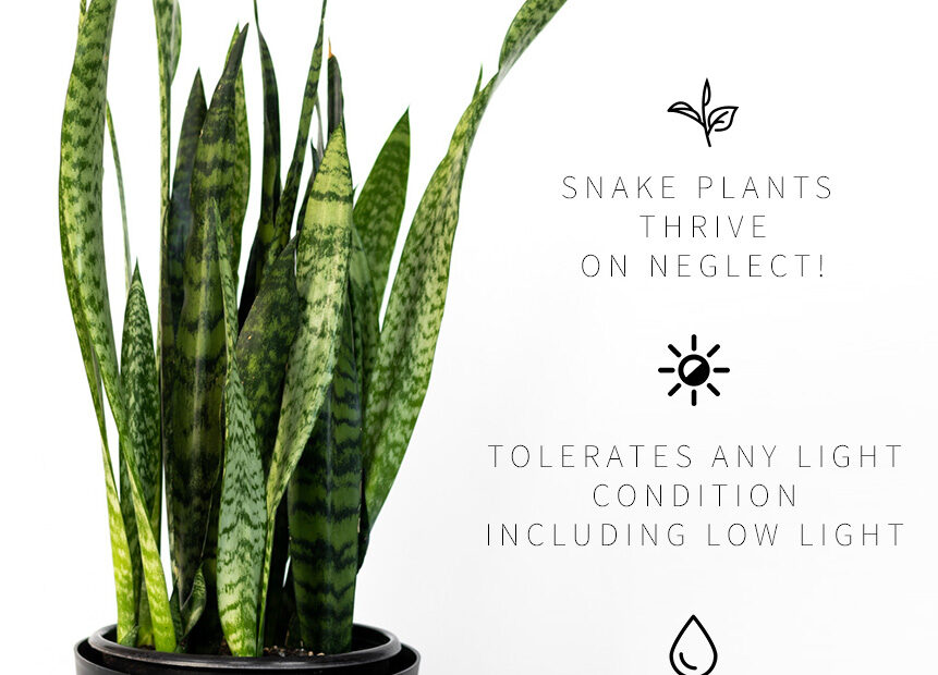 Does a Snake Plant Need Drainage