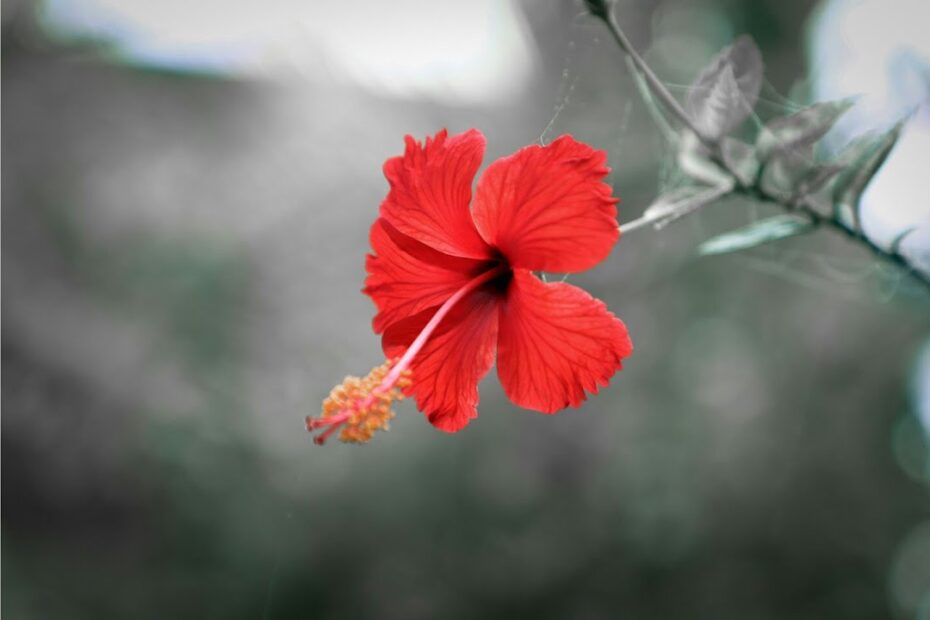 Does Hibiscus Flowers Close at Night