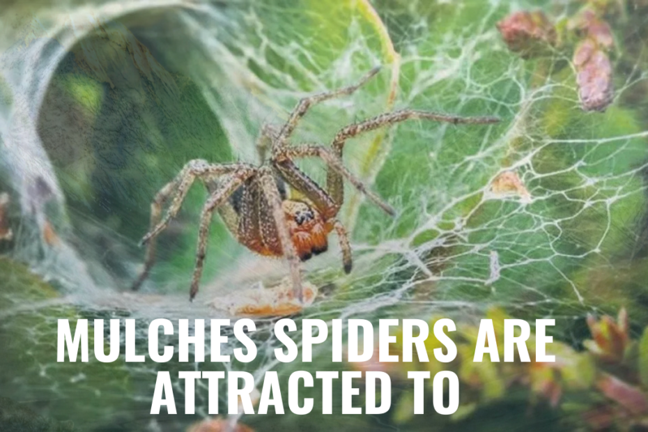 Does Mulch Attract Spiders