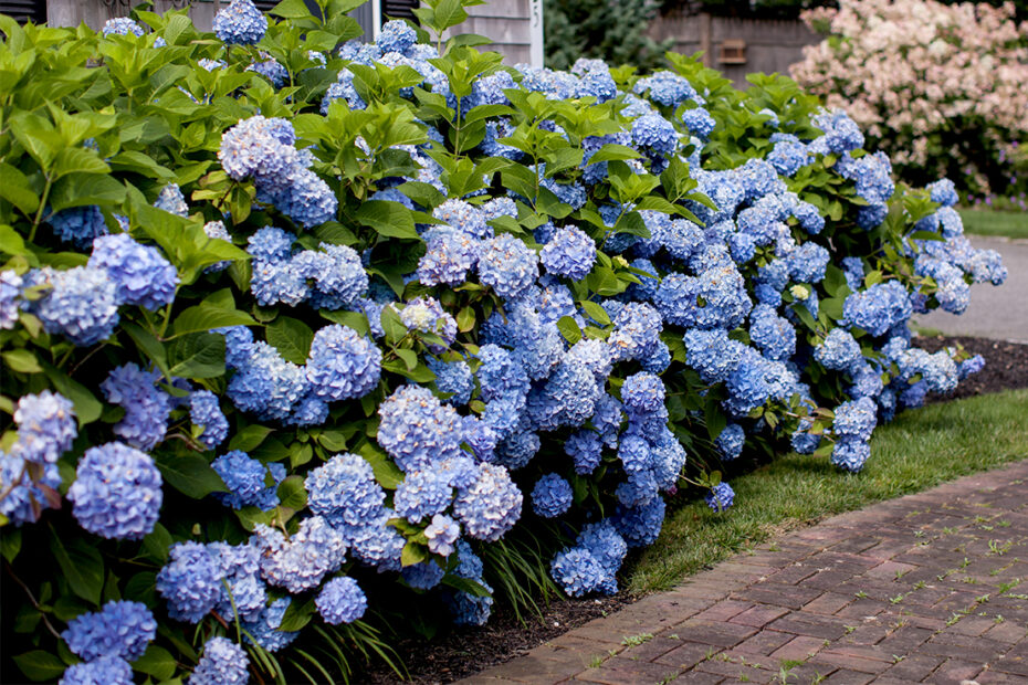 How Close Can You Plant Hydrangeas to House