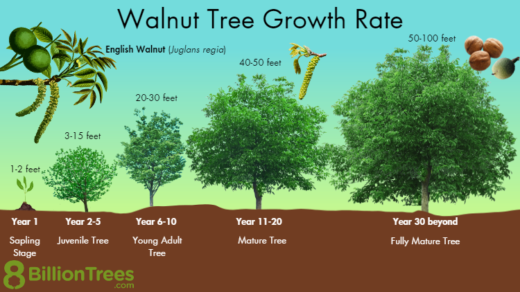 How Fast Does a Walnut Tree Grow