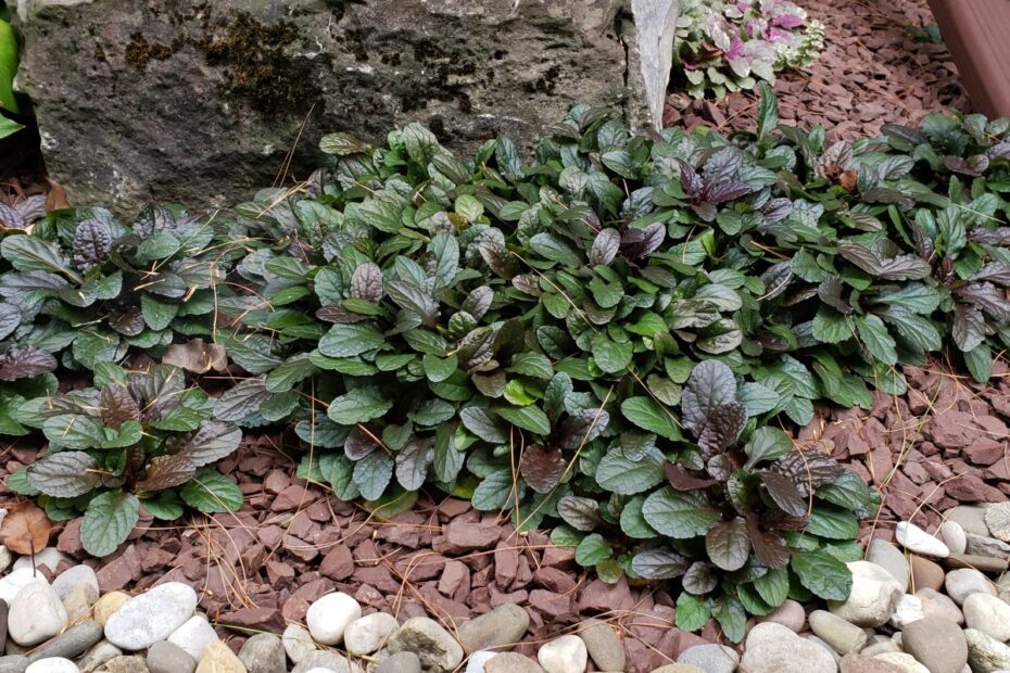 How Fast Does Bugleweed Spread