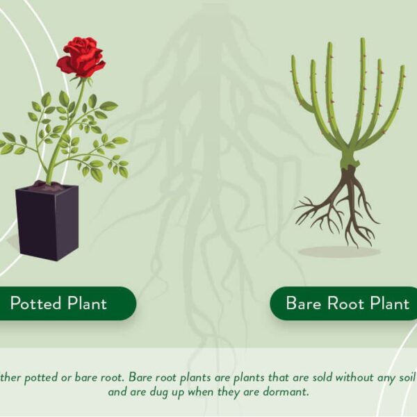 How Long Can You Keep Bare Root Plants Before Planting