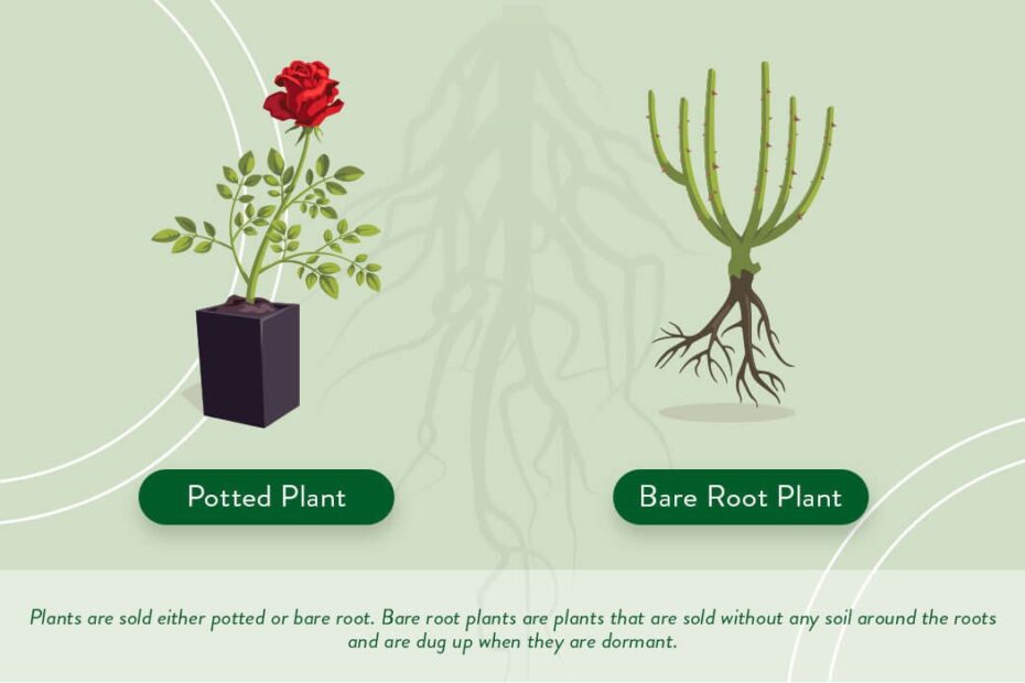 How Long Can You Keep Bare Root Plants Before Planting