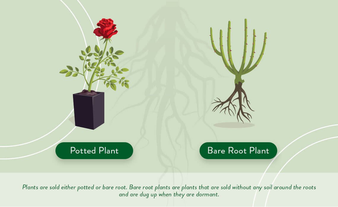 How Long Can You Keep Bare Root Plants Before Planting