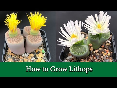 How Long Do Lithops Flowers Last