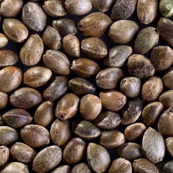 How Long Do Weed Seeds Last