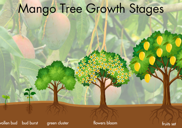 How Long Does a Mango Tree Live