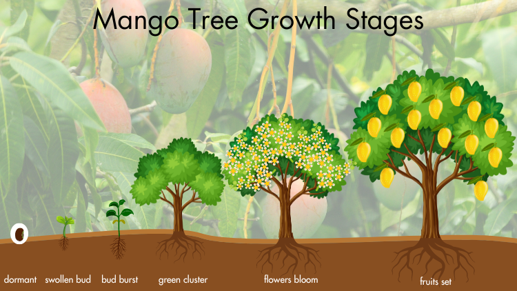 How Long Does a Mango Tree Live