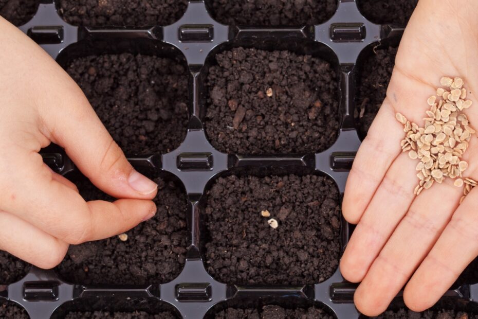 How Many Lettuce Seeds per Hole