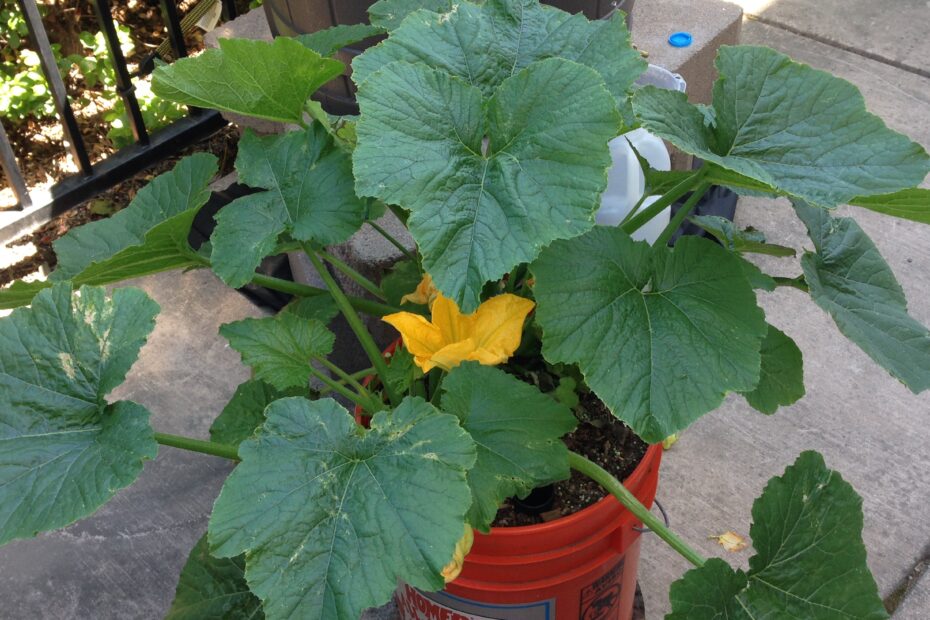 How Many Zucchini Plants per 5 Gallon Bucket