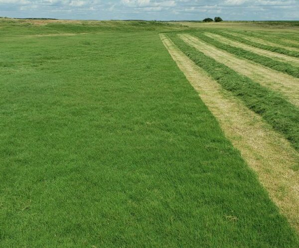 How Much Bermuda Grass Seed per Acre
