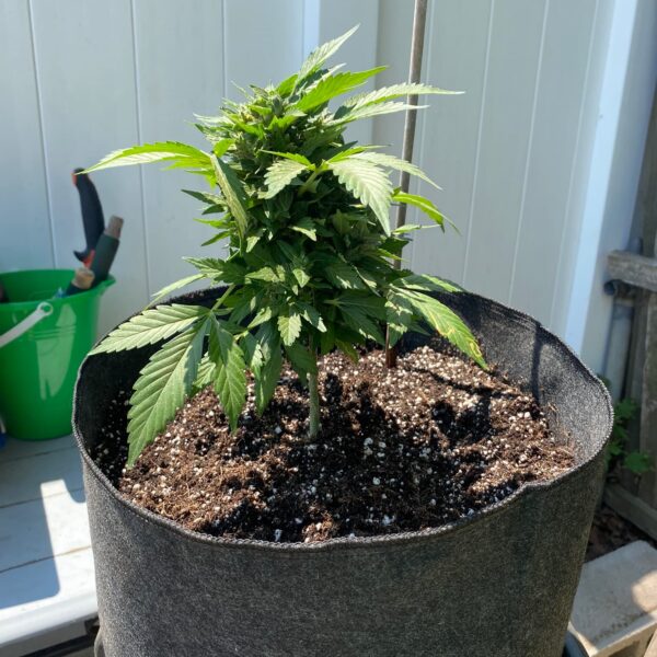 How Much Dolomite Lime per Gallon of Soil
