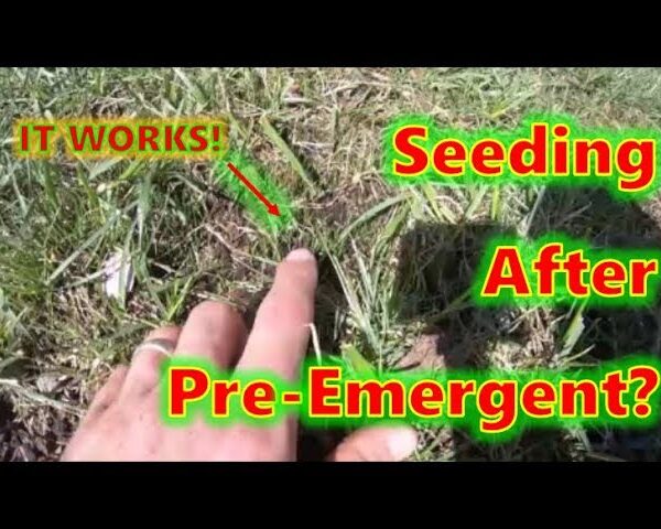 How Soon After Pre Emergent Can I Seed