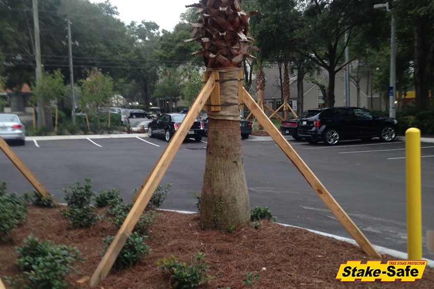 How to Brace a Palm Tree