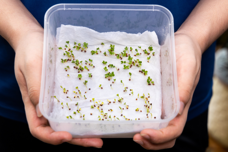 How to Cold Stratify Poppy Seeds