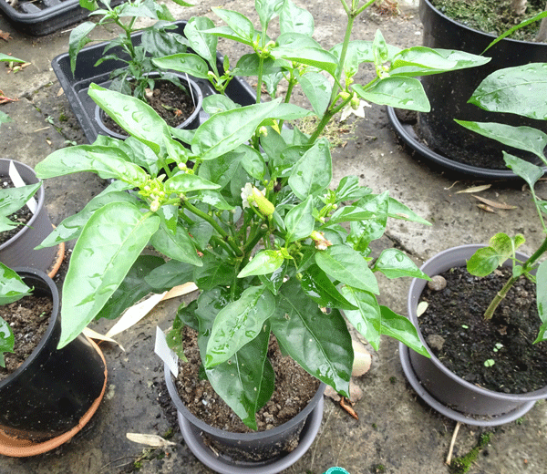 How to Encourage Chilli Plant to Flower