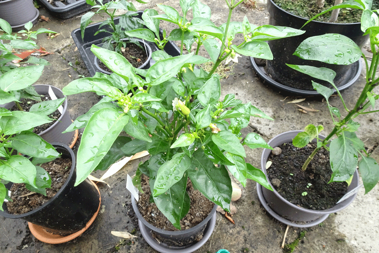 How to Encourage Chilli Plant to Flower