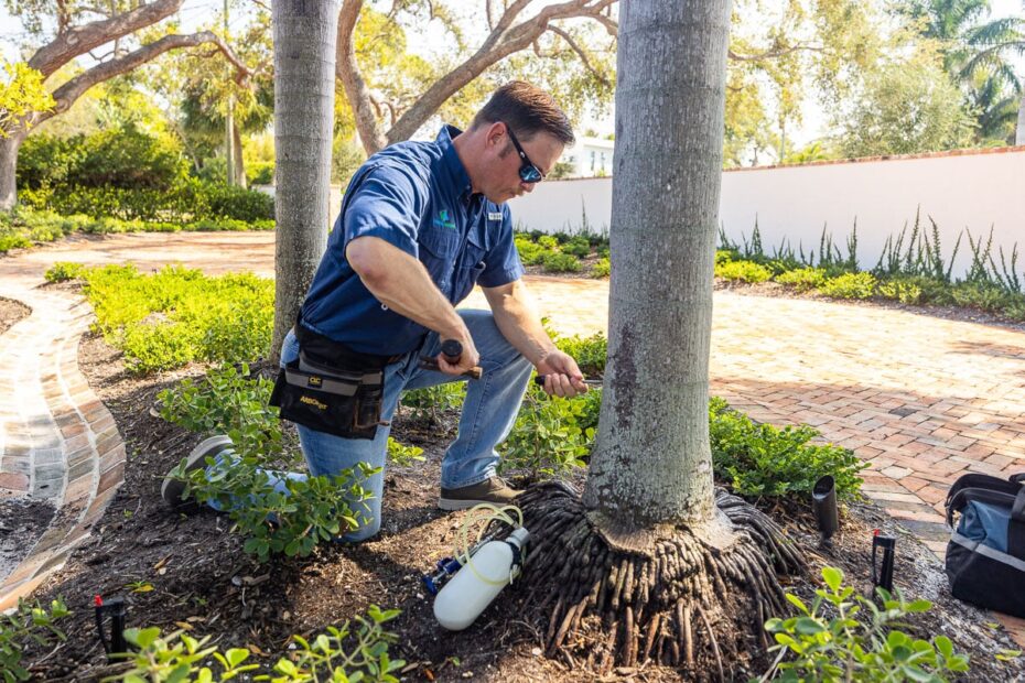 How to Fertilize Palm Trees in Florida