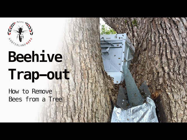 How to Get Rid of Bees in a Tree Stump