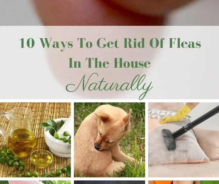 How to Get Rid of Fleas in House Plants