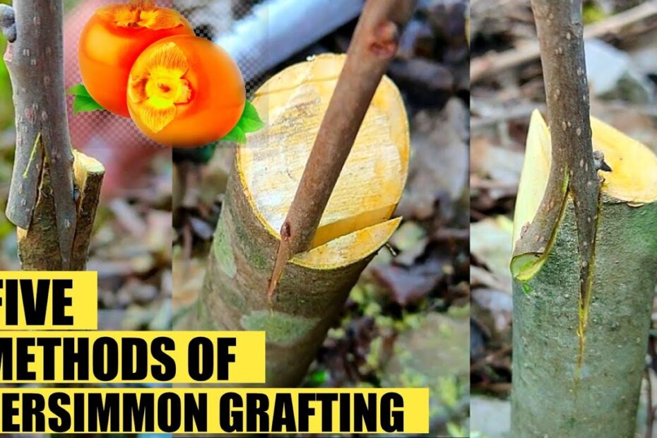 How to Graft a Persimmon Tree