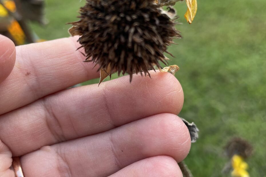 How to Harvest Sunfinity Sunflower Seeds