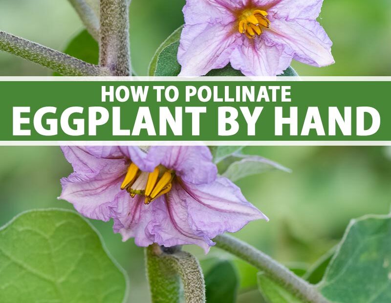 How to Know if Eggplant Flower is Pollinated