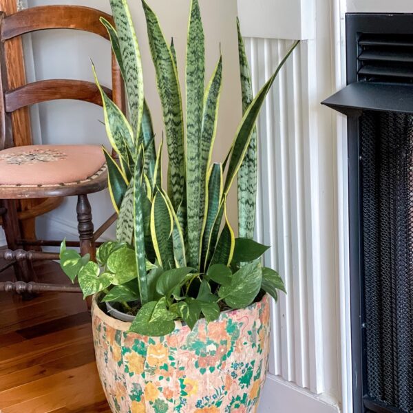 How to Make Snake Plant Grow Tall