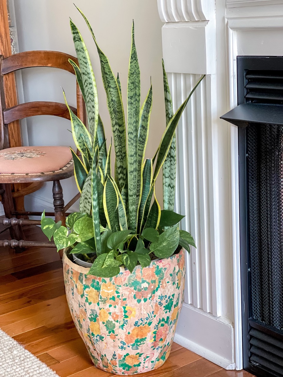 How to Make Snake Plant Grow Tall