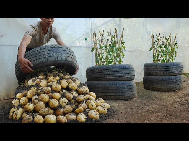 How to Plant Potatoes in Tires