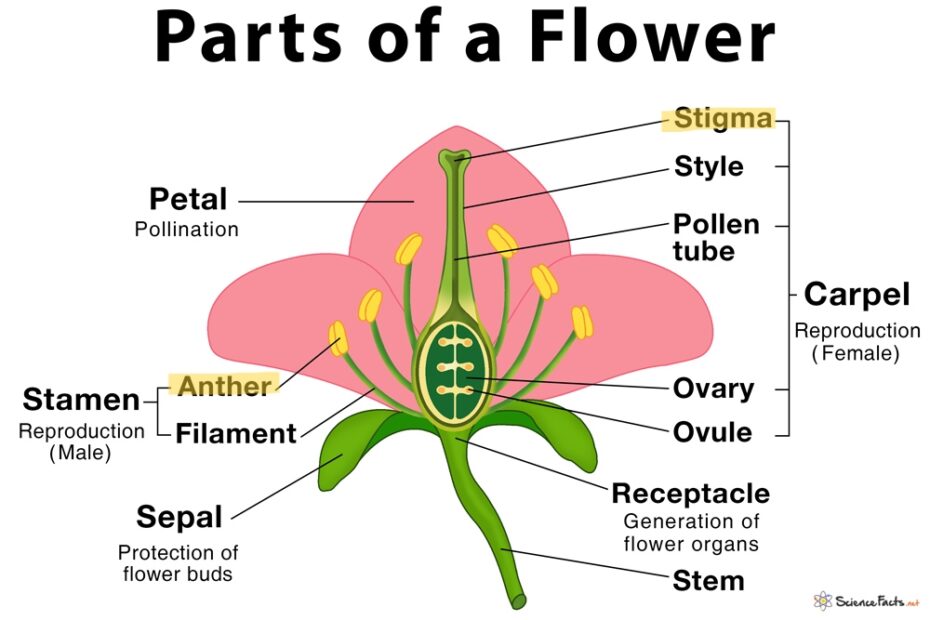 How to Pollinate Indoor Plants