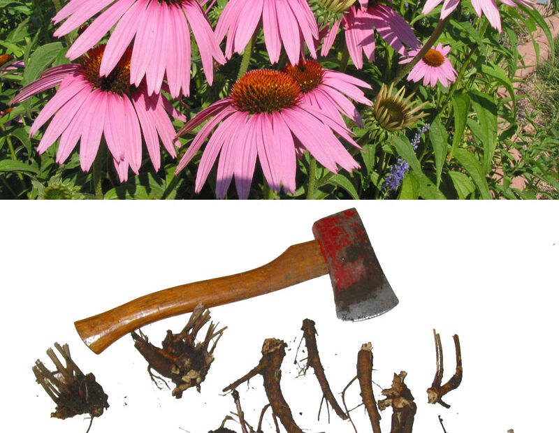 How to Propagate Coneflower