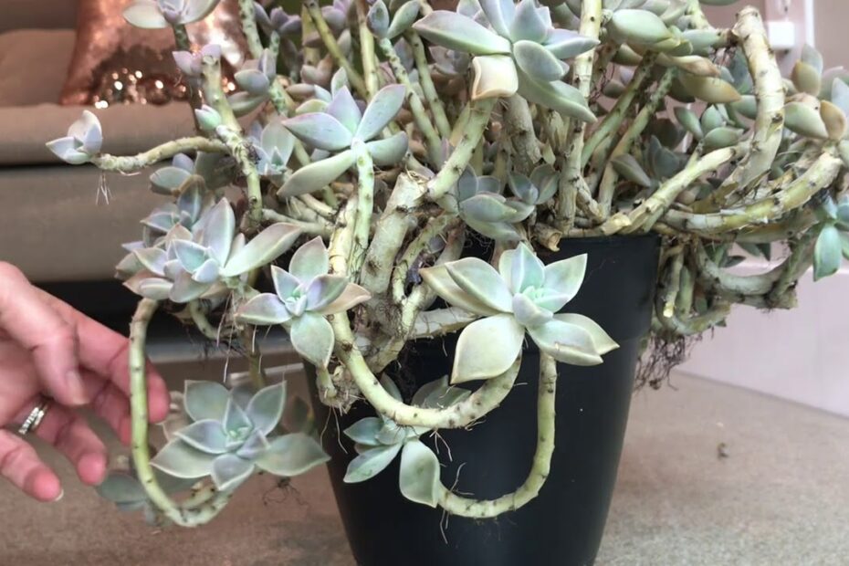 How to Propagate Ghost Plant